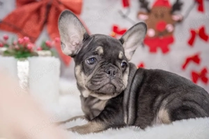 Bulldog Francez - black&tan - posibilitate transport - buldog francez   - imagine 3