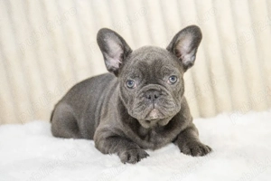 Bulldog Francez - blue băiețel cu ochii albaștrii - posibilitate transport - buldog francez 