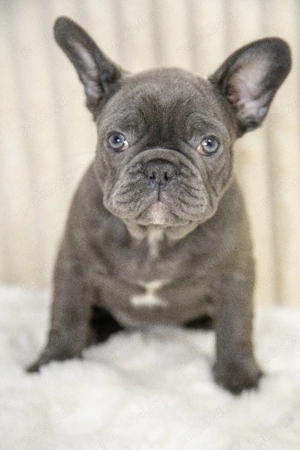 Bulldog Francez - blue băiețel cu ochii albaștrii - posibilitate transport - buldog francez  - imagine 4