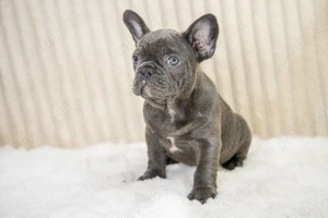 Bulldog Francez - blue băiețel cu ochii albaștrii - posibilitate transport - buldog francez  - imagine 3