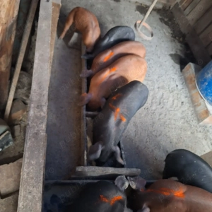 purceii de casă  - imagine 3