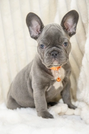 Bulldog Francez - blue, ochii albaștrii - posibilitate transport - buldog francez  - imagine 3
