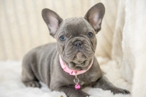 Bulldog Francez - blue, ochii albaștrii - posibilitate transport - buldog francez 