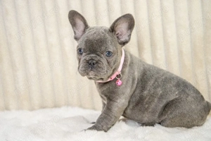 Bulldog Francez - blue, ochii albaștrii - posibilitate transport - buldog francez  - imagine 2
