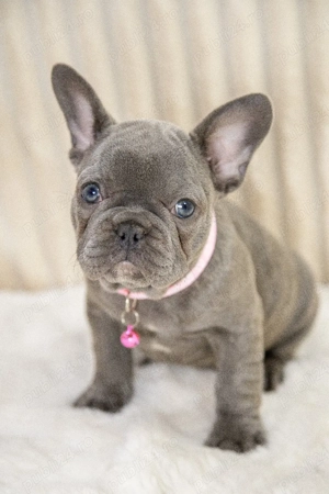 Bulldog Francez - blue, ochii albaștrii - posibilitate transport - buldog francez  - imagine 5