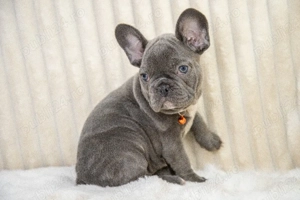 Bulldog Francez - blue, ochii albaștrii - posibilitate transport - buldog francez  - imagine 4