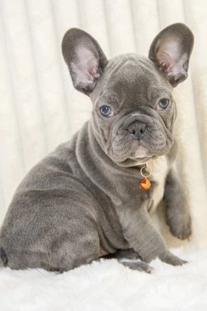 Bulldog Francez - blue, ochii albaștrii - posibilitate transport - buldog francez  - imagine 5