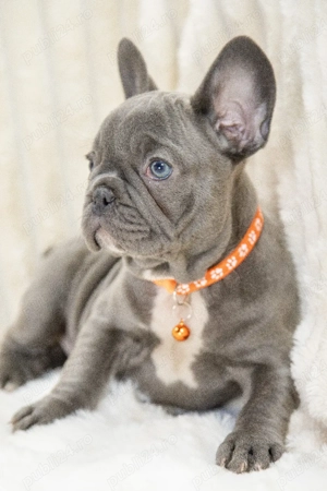 Bulldog Francez - blue, ochii albaștrii - posibilitate transport - buldog francez  - imagine 3