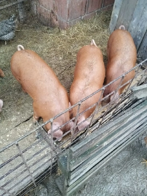 purcei de vanzare - imagine 2