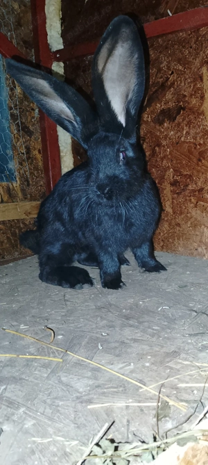 Iepuri Uriaș German  - imagine 4