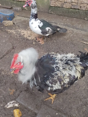 Cocoși crescuti bio. - imagine 2