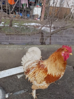 Cocoși crescuti bio.