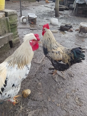 Cocoși crescuti bio. - imagine 3