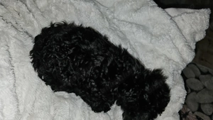 Toy pudell cauta casuta - imagine 5