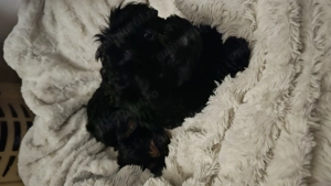 Toy pudell cauta casuta - imagine 3