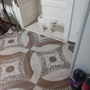 De vinzare bison maltez 1fetită  - imagine 4