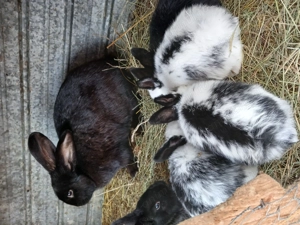 De vanzare iepuroaica cu 3 iepurasi - imagine 2