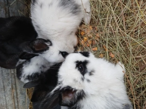 De vanzare iepuroaica cu 3 iepurasi - imagine 3