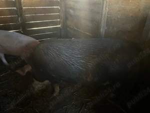 purcea de vanzare - imagine 2