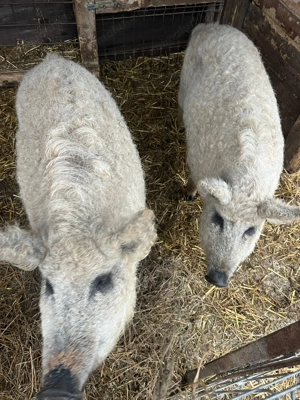 Vând porci rasă Mangalita - imagine 3