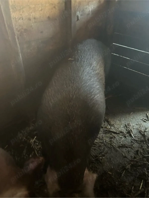 purcea de vanzare - imagine 3