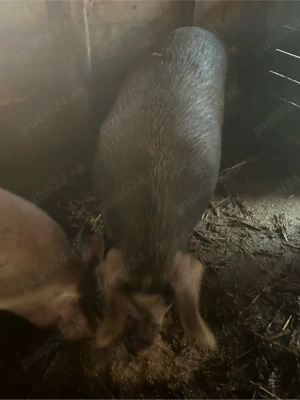 purcea de vanzare - imagine 4