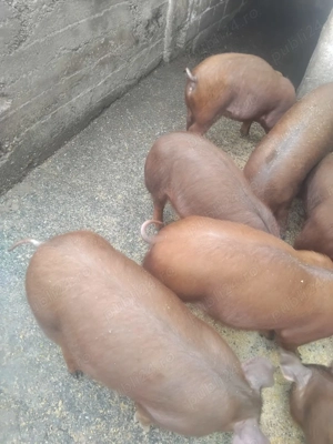 Vind 8 grăsuni de 3 luni