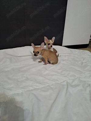 chihuahua pui  - imagine 3