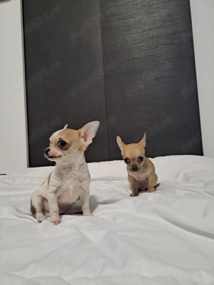 chihuahua pui  - imagine 4