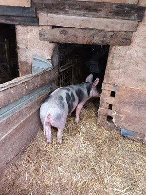 vand purcea de casa  - imagine 4