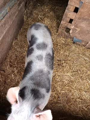 vand purcea de casa  - imagine 3