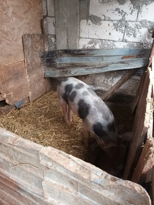 vand purcea de casa  - imagine 2