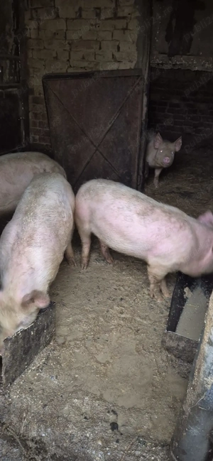 Porci de vanzare  - imagine 2