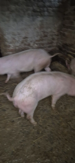 Porci de vanzare  - imagine 3