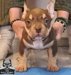 American bully pocket  - imagine 2