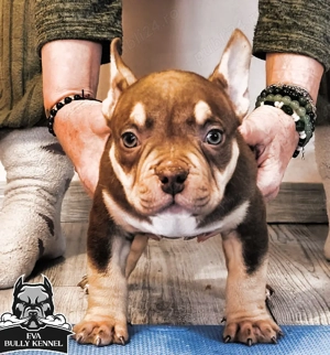 American bully pocket  - imagine 3