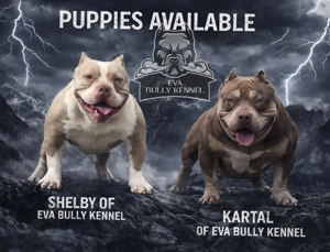 American bully pocket 