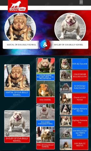 American bully pocket  - imagine 5