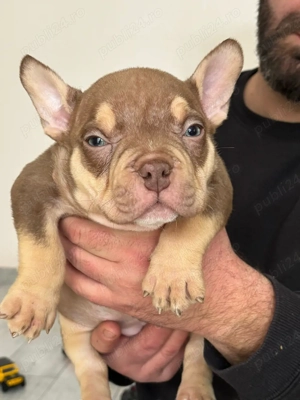 American bully pocket  - imagine 4