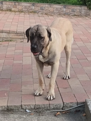 Kangal Malakli  - imagine 3