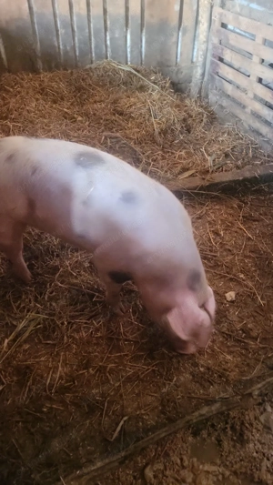 Vand scroafa - imagine 2