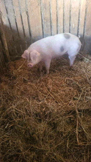 Vand scroafa - imagine 3