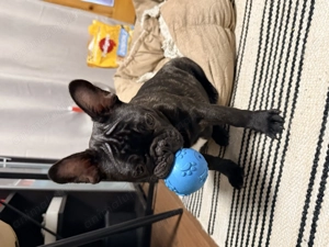 Bulldog franceze  - imagine 2