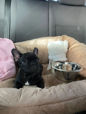 Bulldog franceze  - imagine 3