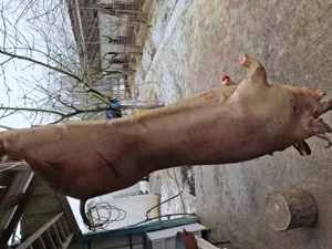 purcei, grasuni carcasa rotisor - imagine 2