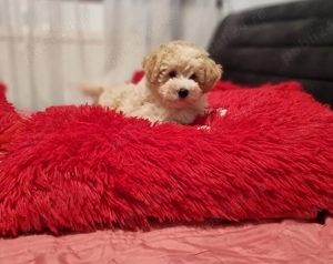 Maltipoo baietel - imagine 2