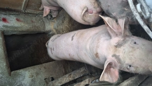 Porci de vanzare de carne120-150kg  - imagine 2