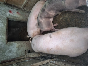 Porci de vanzare de carne120-150kg  - imagine 4