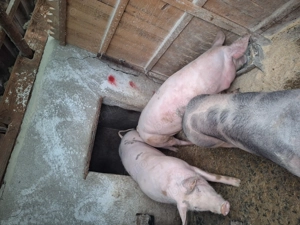 Porci de vanzare de carne120-150kg  - imagine 5