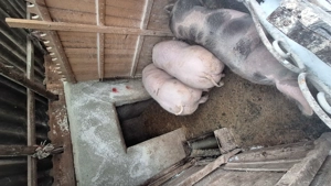 Porci de vanzare de carne120-150kg  - imagine 3